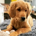 Tennessee Golden Retrievers Puppies